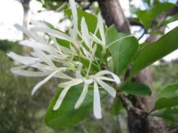Attēlu rezultāti vaicājumam “Chionanthus virginicus flower”