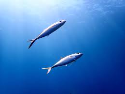 Image result for Caranx crysos