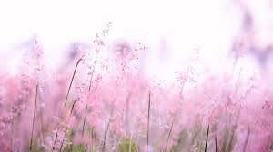 Kết quả hình ảnh cho hinh anh