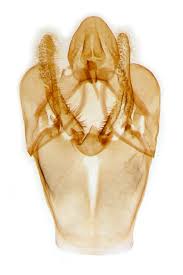 Attēlu rezultāti vaicājumam “Hypochalcia ahenella”