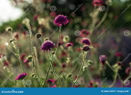 Attēlu rezultāti vaicājumam “Knautia arvensis bud”