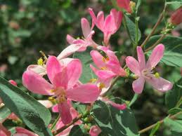 Attēlu rezultāti vaicājumam “Lonicera tatarica flower”