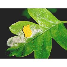 Attēlu rezultāti vaicājumam “Aporia crataegi pupa”