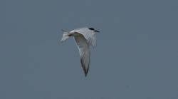 Attēlu rezultāti vaicājumam “Sterna hirundo adult”