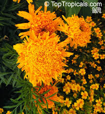 Attēlu rezultāti vaicājumam “Tagetes”