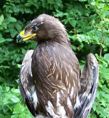 Attēlu rezultāti vaicājumam “Aquila pomarina”