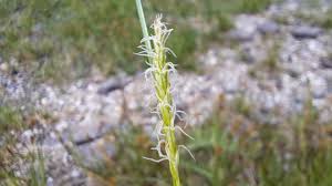 Attēlu rezultāti vaicājumam “Carex hirta female flower”