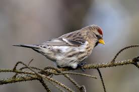 Attēlu rezultāti vaicājumam “Carduelis flammea”