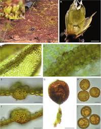 Attēlu rezultāti vaicājumam “Acaulon muticum sporophyte”