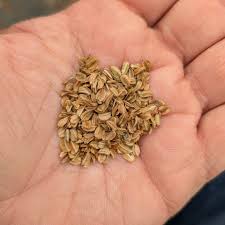 Attēlu rezultāti vaicājumam “Angelica sylvestris fruit”