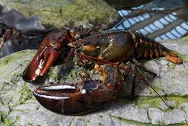 Image result for Homarus americanus