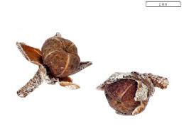 Attēlu rezultāti vaicājumam “Chamaedaphne calyculata fruit”