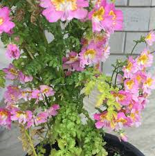 Image result for Schizanthus