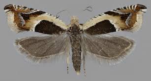 Attēlu rezultāti vaicājumam “Ancylis badiana”