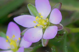 Attēlu rezultāti vaicājumam “Spergularia rubra”