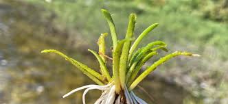 Attēlu rezultāti vaicājumam “Lobelia dortmanna flower”