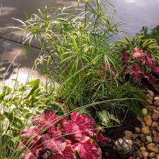 Attēlu rezultāti vaicājumam “Juncus inflexus bud”