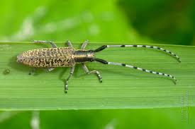 Attēlu rezultāti vaicājumam “Agapanthia villosoviridescens”