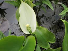 Attēlu rezultāti vaicājumam “Calla palustris flower”