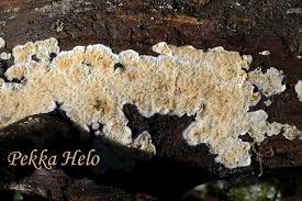 Attēlu rezultāti vaicājumam “Leucogyrophana sororia”