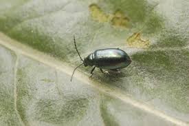 Attēlu rezultāti vaicājumam “Alticinae”