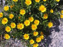 Image result for Inula hirta