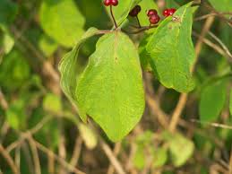 Attēlu rezultāti vaicājumam “Lonicera xylosteum leaf”