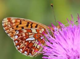 Attēlu rezultāti vaicājumam “Clossiana euphrosyne underside”