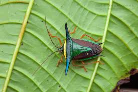 Attēlu rezultāti vaicājumam “Heteroptera”