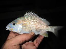 Image result for Haemulon plumierii