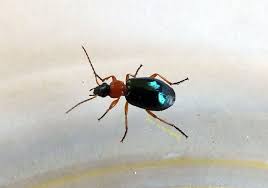 Attēlu rezultāti vaicājumam “Lebia chlorocephala”