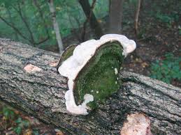 Attēlu rezultāti vaicājumam “Oxyporus”