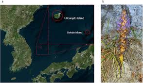 Attēlu rezultāti vaicājumam “Orobanche coerulescens bud”