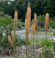 Image result for Steppenkerze