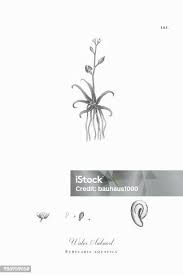 Attēlu rezultāti vaicājumam “Subularia aquatica”