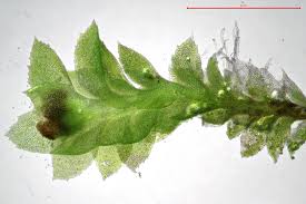 Attēlu rezultāti vaicājumam “Scapania”