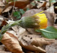 Attēlu rezultāti vaicājumam “Tussilago farfara bud”