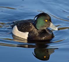 Image result for Aythya fuligula