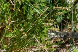 Attēlu rezultāti vaicājumam “Anthoxanthum odoratum flower”