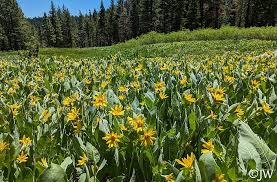 Attēlu rezultāti vaicājumam “Mollisia uda”