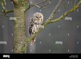 Attēlu rezultāti vaicājumam “Strix uralensis”