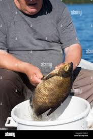 Image result for Abramis brama