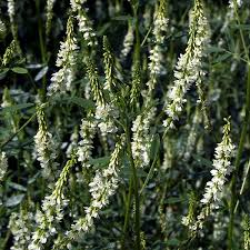 Attēlu rezultāti vaicājumam “Melilotus albus leaf”