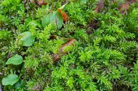 Attēlu rezultāti vaicājumam “Mnium hornum sporophyte”