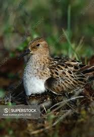 Attēlu rezultāti vaicājumam “Calidris minuta”