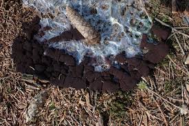 Attēlu rezultāti vaicājumam “Symphytocarpus impexus”