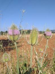 Attēlu rezultāti vaicājumam “Dipsacus fullonum flower”