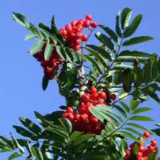 Attēlu rezultāti vaicājumam “Sorbus aucuparia”