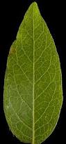 Attēlu rezultāti vaicājumam “Salix myrtilloides leaf”