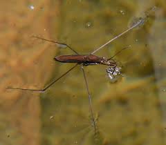 Attēlu rezultāti vaicājumam “Limnoporus rufoscutellatus”